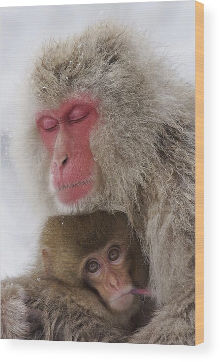 Feb0514 Wood Print featuring the photograph Japanese Macaque Mother And Baby by Hiroya Minakuchi