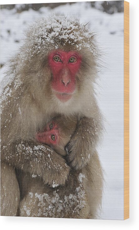 Thomas Marent Wood Print featuring the photograph Japanese Macaque Warming Baby by Thomas Marent
