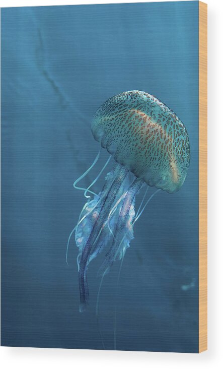 Underwater Wood Print featuring the photograph Jellyfish On Blue by William Rhamey - Azur Diving
