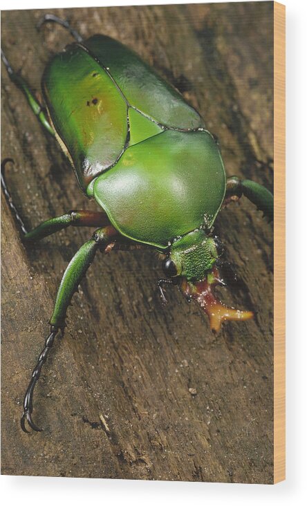 Feb0514 Wood Print featuring the photograph June Beetle Portrait Reserve De Campo by Mark Moffett