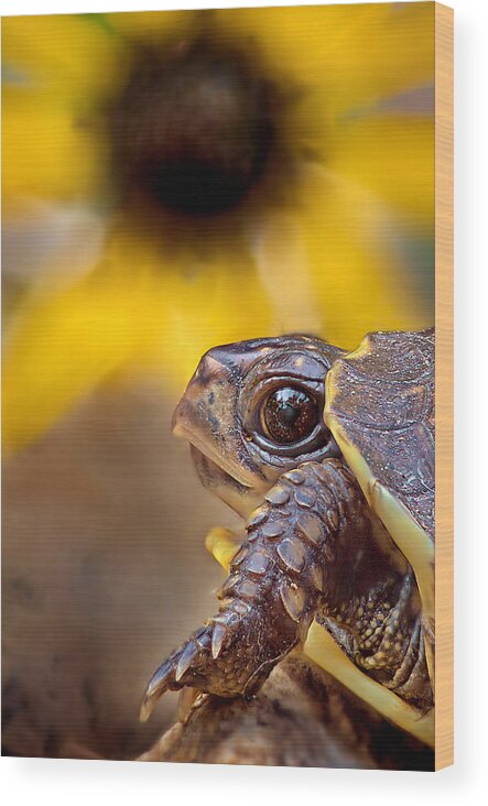2012 Wood Print featuring the photograph Juvenile Box Turtle by Robert Charity