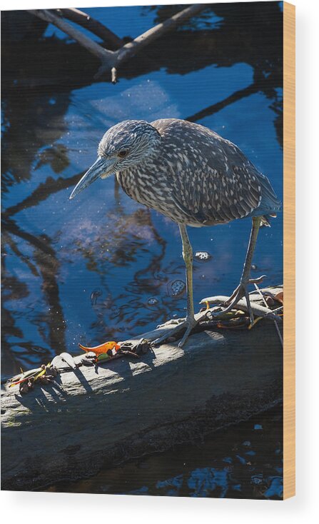 Amber Eyes Wood Print featuring the photograph Juvenile Yellow Crowned Night-Heron by Ed Gleichman