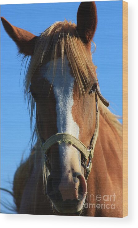 Horse Wood Print featuring the photograph Kansas Horse Potrait Red and White by Robert D Brozek