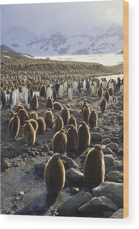 Feb0514 Wood Print featuring the photograph King Penguin Colony And Glacial Stream by Tui De Roy