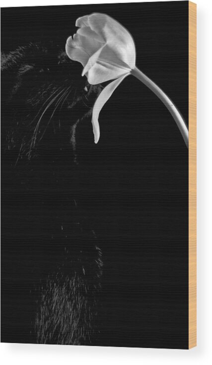 Black Cat Wood Print featuring the photograph Kitten Scents by Elsa Santoro