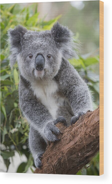 Feb0514 Wood Print featuring the photograph Koala Joey Nsw Australia by Suzi Eszterhas