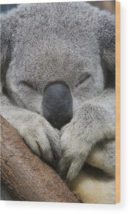 Feb0514 Wood Print featuring the photograph Koala Sleeping Australia by Suzi Eszterhas
