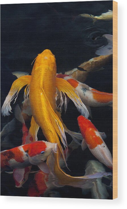 Koi Colorful Fish Maui Hawaii Wood Print featuring the photograph koi by James Roemmling