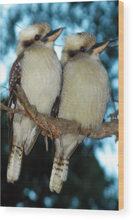 Kookaburra Wood Print featuring the photograph Kooka Duet by Glen Johnson