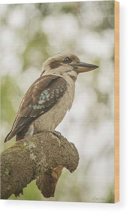 Kookaburra Wood Print featuring the photograph Kookaburra by Linda Lees