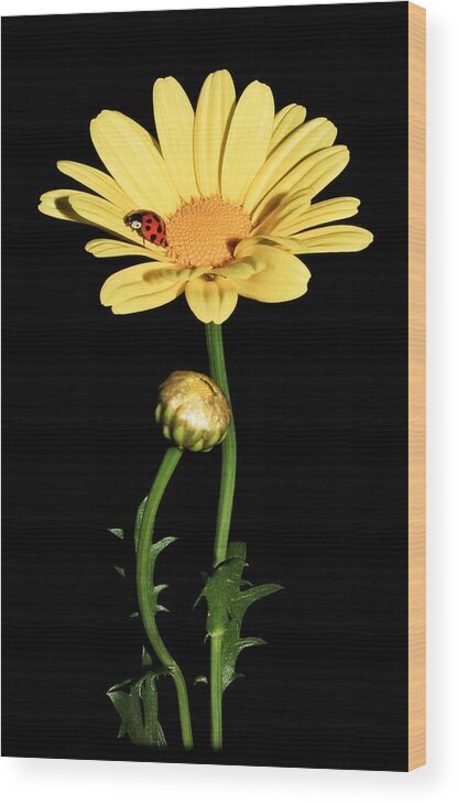 Ladybug Wood Print featuring the photograph Lady Of The Day 2 by Tammy Schneider