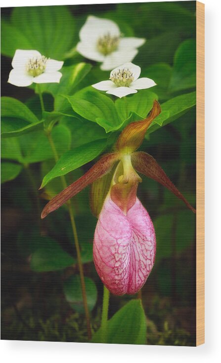 Lady's Slipper Wood Print featuring the photograph Ladys Slipper And Bunchberry by Jeff Sinon