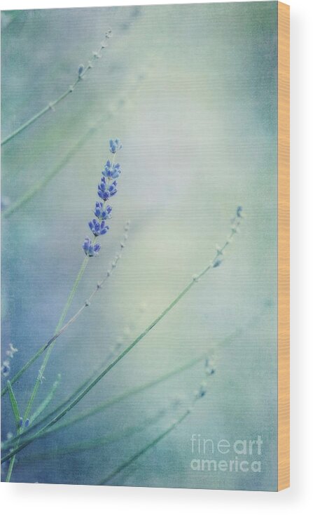 Lavender Wood Print featuring the photograph Laggard by Priska Wettstein