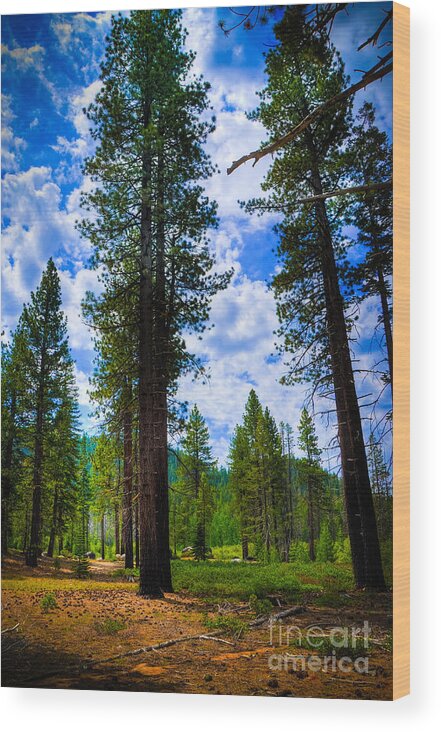 Lake Tahoe Trees Wood Print featuring the photograph Lake Tahoe Trees by Kelly Wade