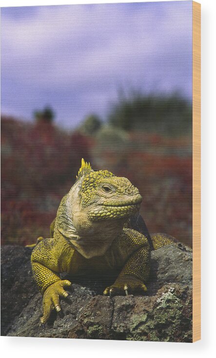 Ecuador Wood Print featuring the photograph Land iguana Galapagos Islands by Boyd Norton