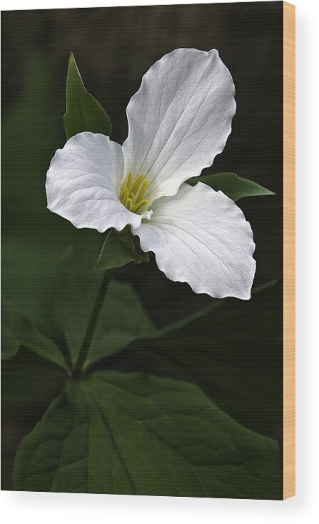 Large Flowered Trillium Wood Print featuring the photograph Large Flowered Trillium by Dale Kincaid