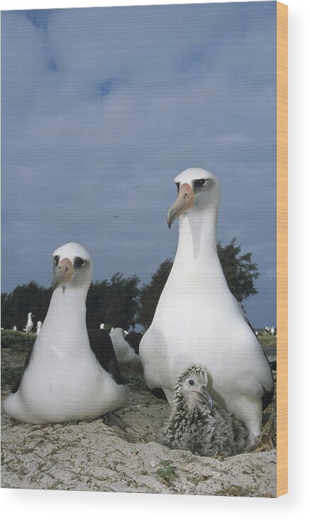 Feb0514 Wood Print featuring the photograph Laysan Albatross Parents Exchanging by Tui De Roy