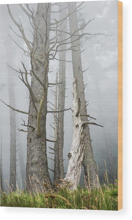 Dead Wood Print featuring the photograph Leafless Trees In The Fog Cannon by Robert L. Potts