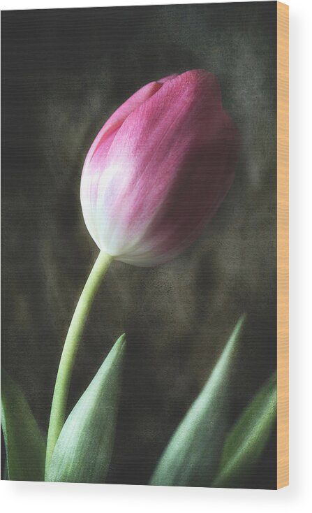 Pink Tulip Wood Print featuring the photograph Leaning Towards Spring by Michael Eingle