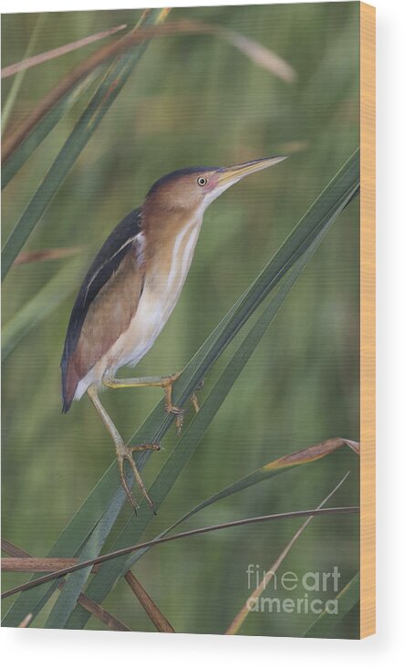 Least Bittern Wood Print featuring the photograph Least Bittern by Anthony Mercieca