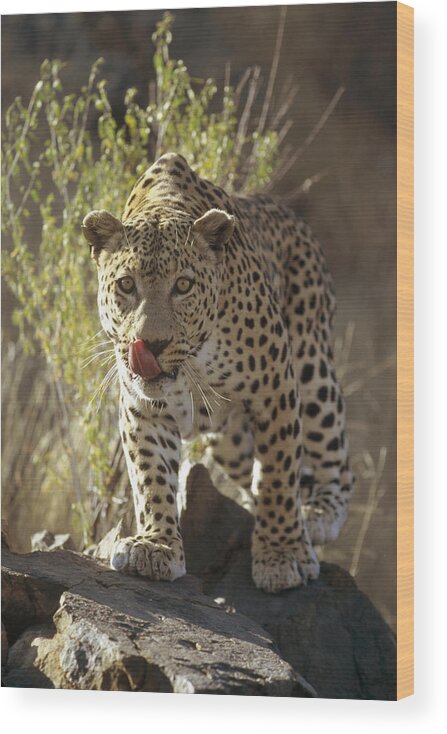 Feb0514 Wood Print featuring the photograph Leopard Etosha National Park Namibia by Konrad Wothe