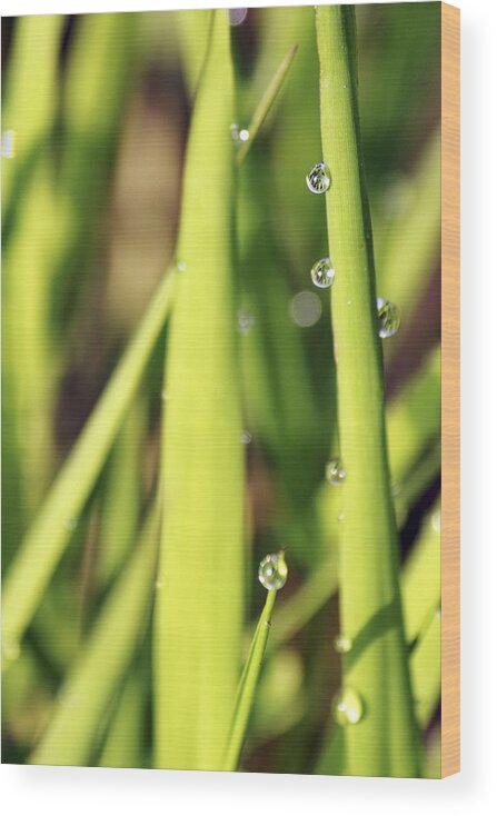 Dew Wood Print featuring the photograph Life Through a Drop by Jason Politte