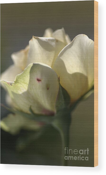 Lemon Rose Wood Print featuring the photograph Light on my Face by Joy Watson