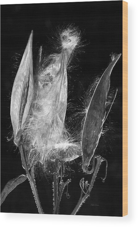 Seed Pod Wood Print featuring the photograph Lighted Seed Pod by Phyllis Denton