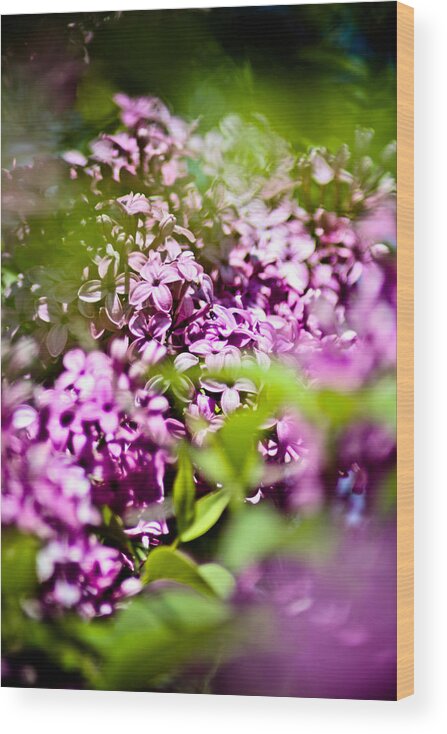 Lilac Wood Print featuring the photograph Lilac 1 by Joel Loftus