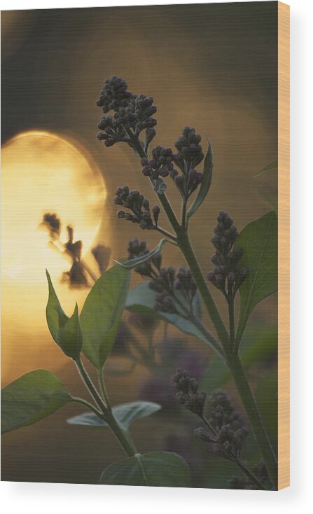 Lilacs Wood Print featuring the photograph Lilacs at Sunset by Penny Meyers