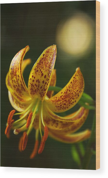 Lily Wood Print featuring the photograph Lily in Orange and Yellow by Leda Robertson