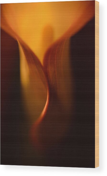 Calla Lily Wood Print featuring the photograph Lily of the light by Patricia Dennis