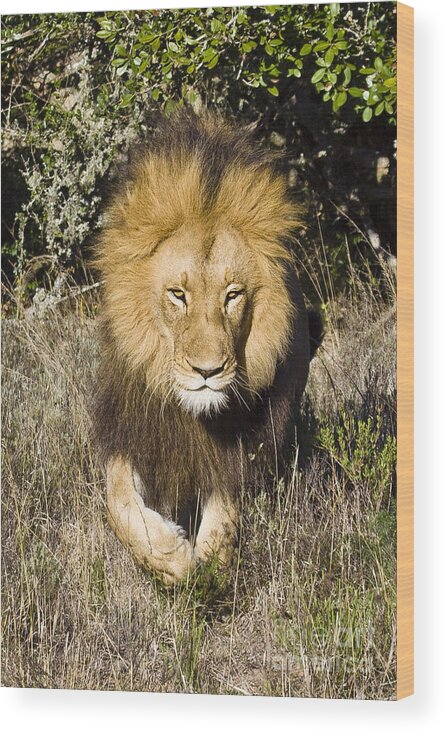Amakhala Game Reserve Wood Print featuring the photograph Lion Stalking by Jennifer Ludlum