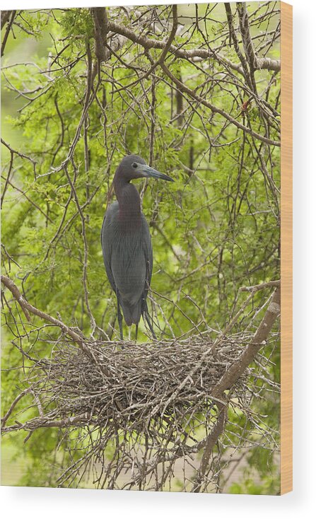 Feb0514 Wood Print featuring the photograph Little Blue Heron On Nest Texas by Tom Vezo