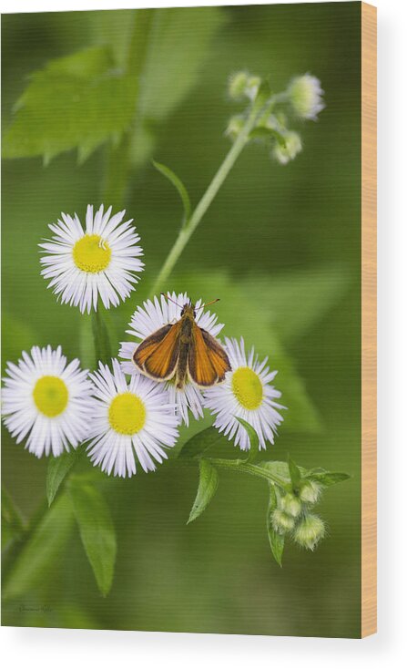 Butterflies Wood Print featuring the photograph Little Orange Skipper by Christina Rollo