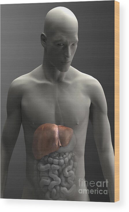 Internal Organs Wood Print featuring the photograph Liver Male by Science Picture Co