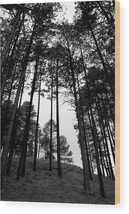 Tree Wood Print featuring the photograph Lodgepole Pines by Joe Kozlowski