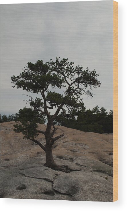 Stone Mountain Wood Print featuring the photograph Lone Tree in Stone Mountain State Park North Carolina by Bruce Gourley