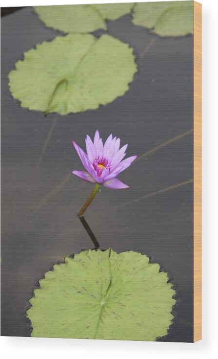 Water Lily Wood Print featuring the photograph Lonely Lily by Vadim Levin