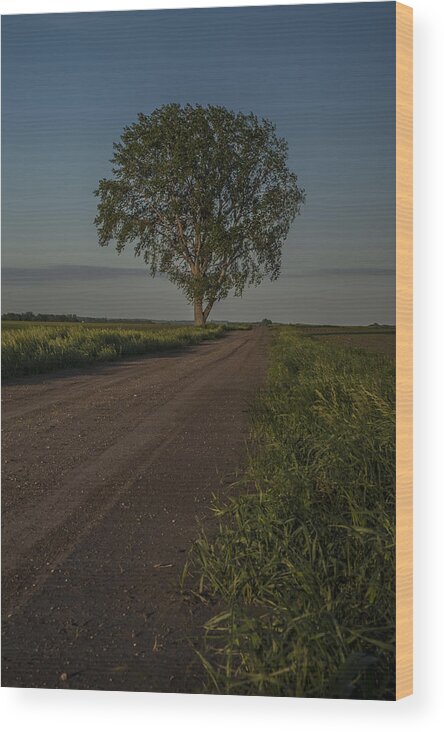 Tree Wood Print featuring the photograph Long Drive Home by Pam DeCamp