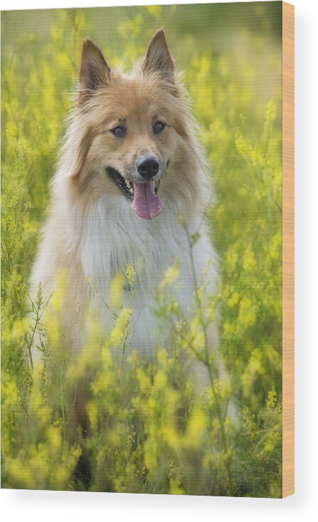 Alfalfa Wood Print featuring the photograph Long Haired Mixed Breed by Darwin Wiggett