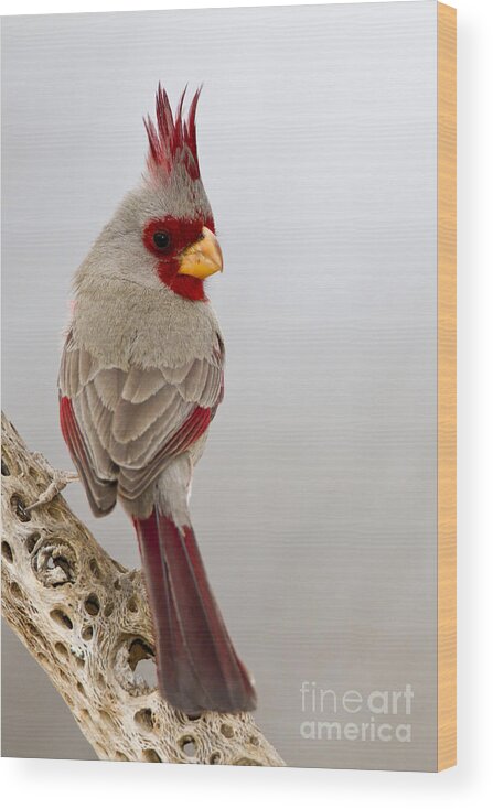 Pyrrhuloxia Wood Print featuring the photograph Looking back Pyrrhuloxia by Bryan Keil