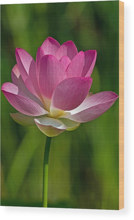 Lotus Wood Print featuring the photograph Lotus Bloom by Jerry Gammon