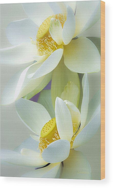 Lotus Wood Print featuring the photograph Lotuses in Bloom by Julie Palencia