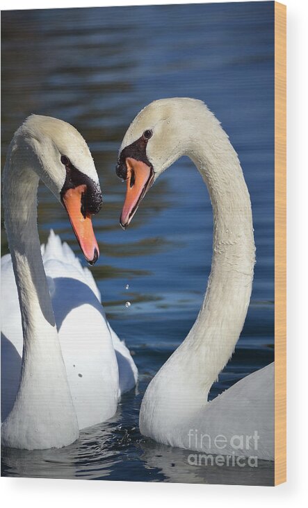 Swans Wood Print featuring the photograph Love Birds by Deb Halloran