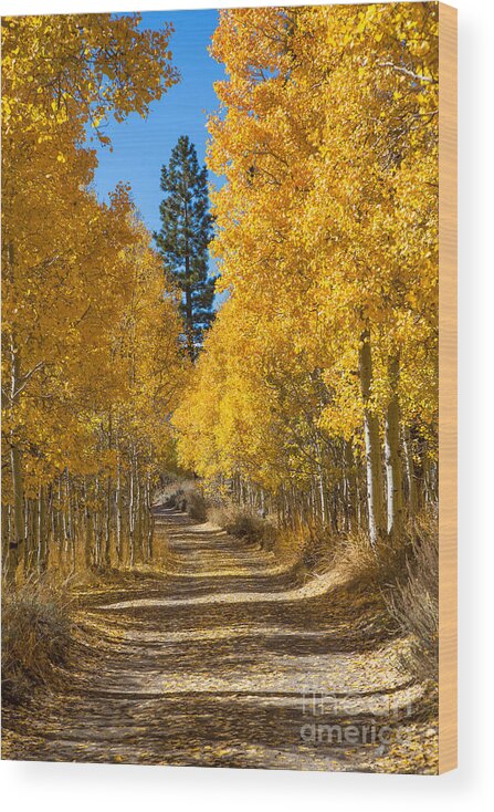 Eastern Sierra Wood Print featuring the photograph Lundy Canyon by Mimi Ditchie