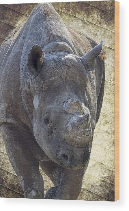 Black Rhinoceros Wood Print featuring the photograph Lurching Rhino by Bill and Linda Tiepelman