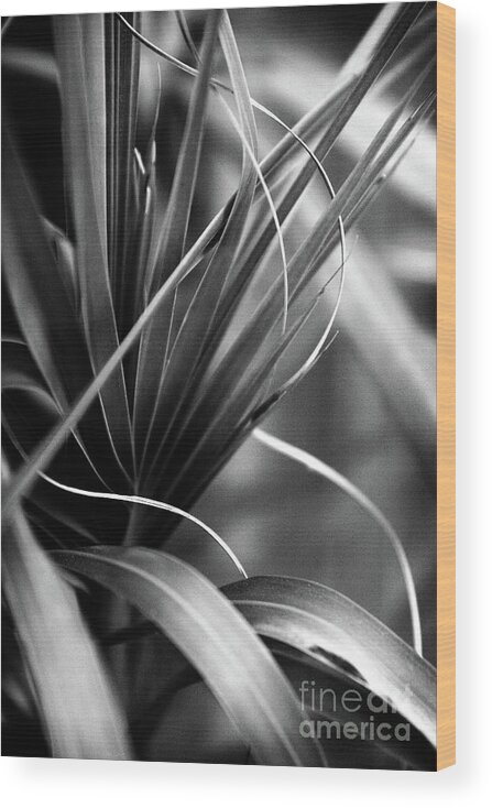 Lines Wood Print featuring the photograph Luscious Lines by Ellen Cotton