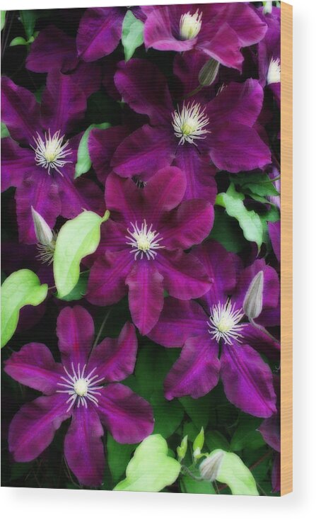 Clematis Wood Print featuring the photograph Majestic Amethyst Colored Clematis by Kay Novy