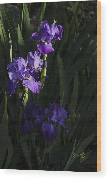 Flowers Wood Print featuring the photograph Majestic Spotlight by Penny Lisowski